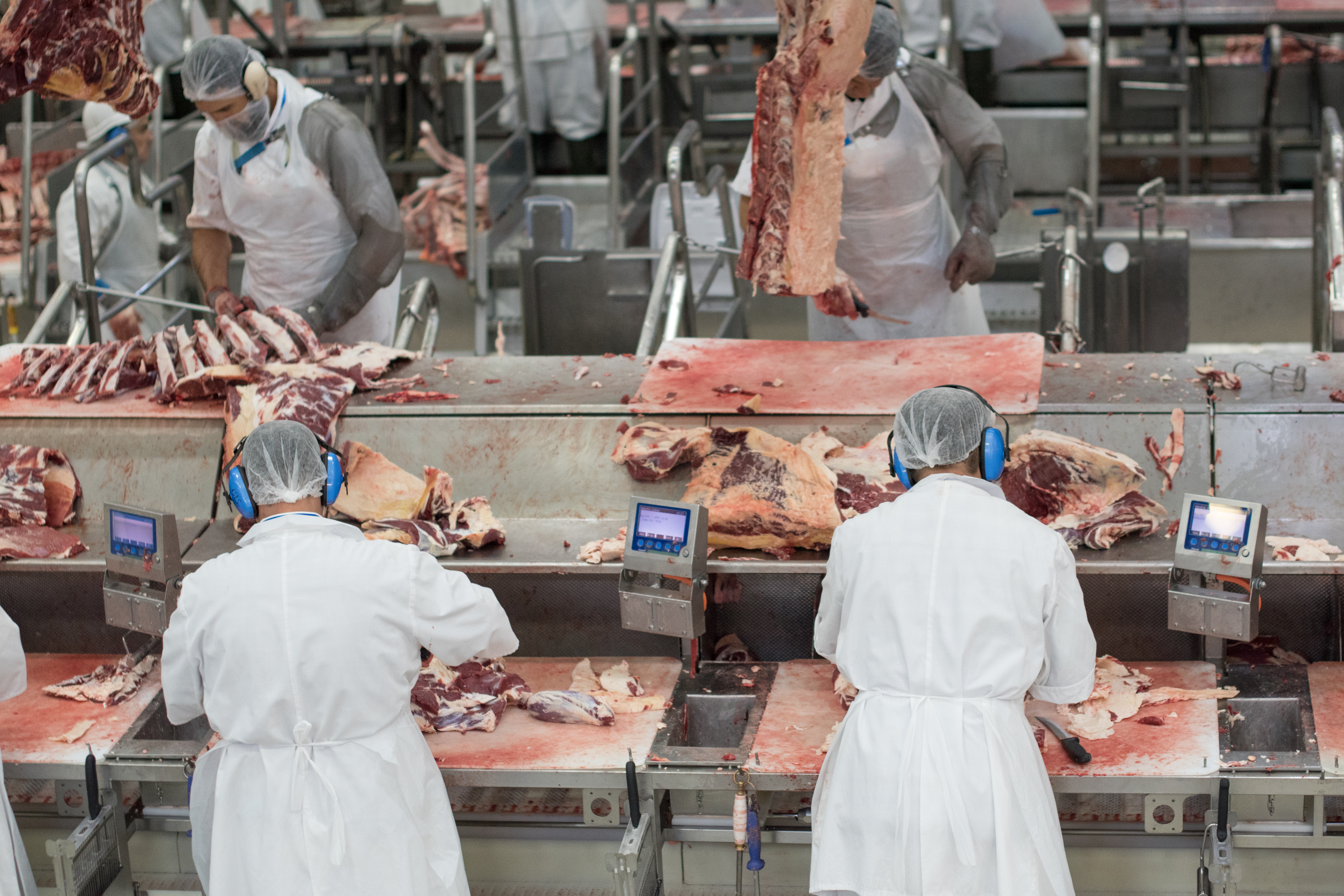 Criteria for offal disposition to generate savings for processors 