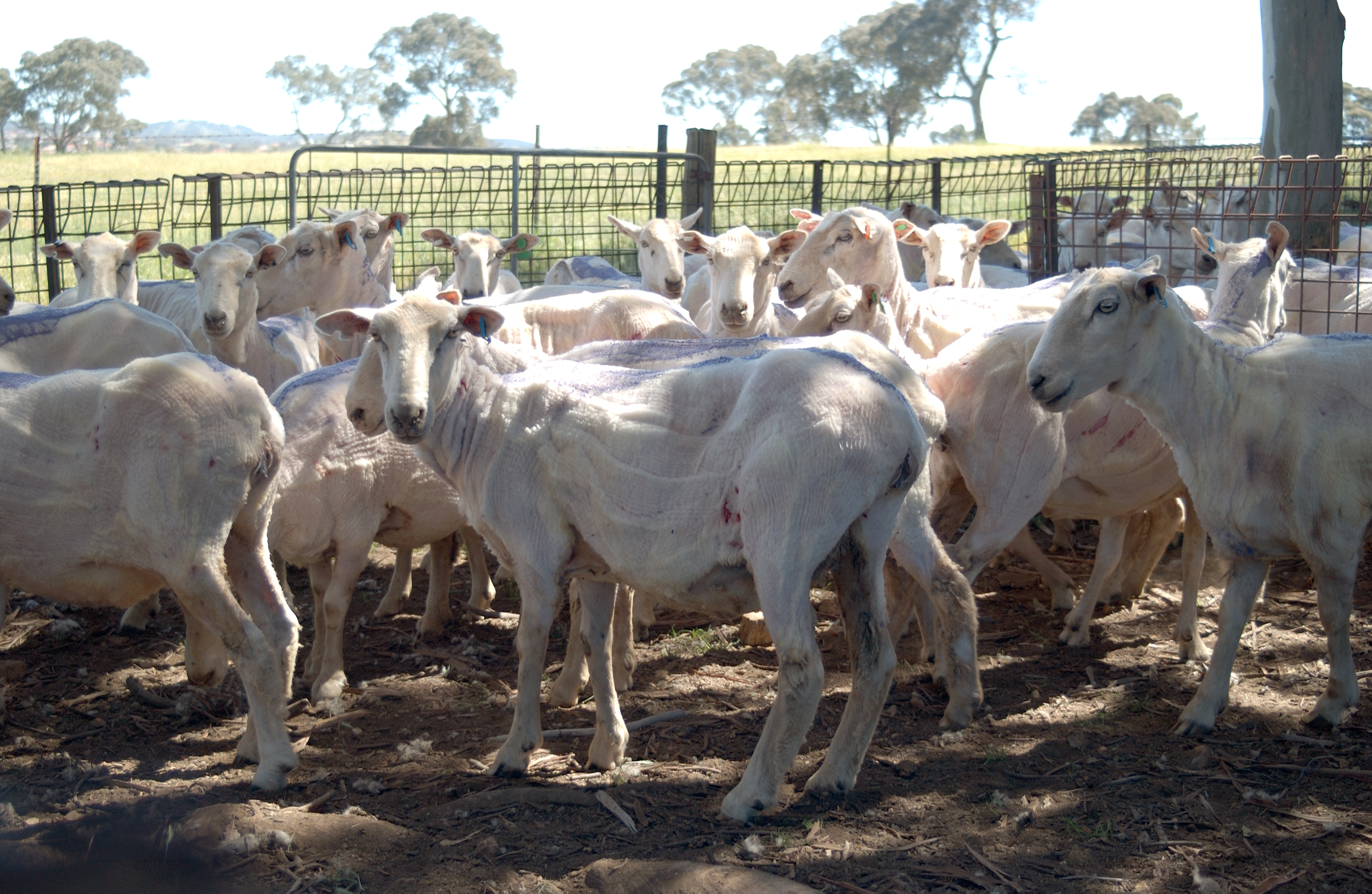 Australian Meat Processor Corporation - Supporting The Red Meat ...