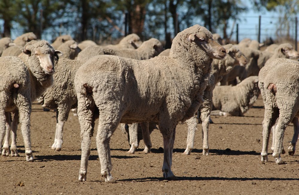 Australian Meat Processor Corporation - Supporting the red meat ...