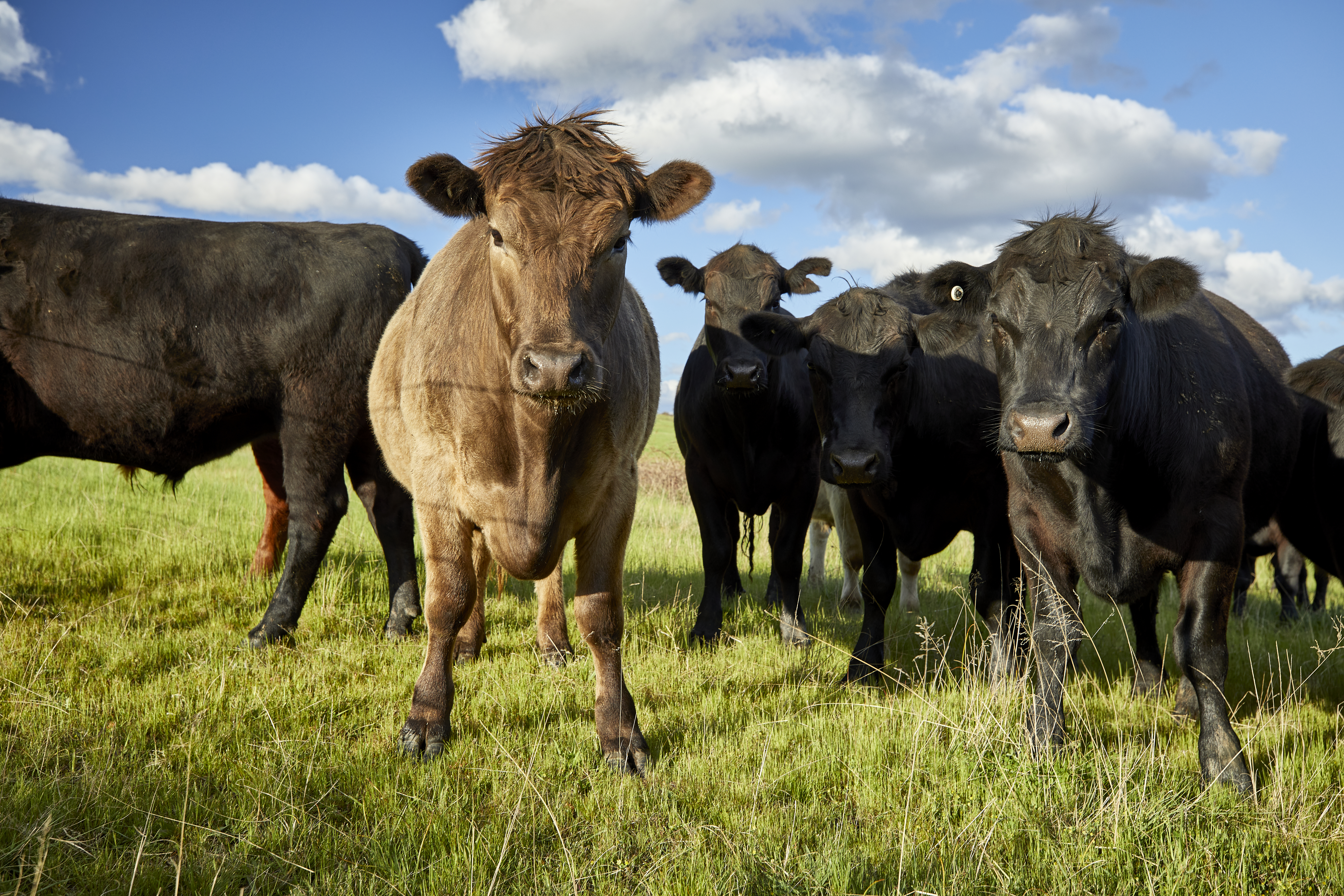 Internationally recognised scientists confirm benefits of red meat and livestock production