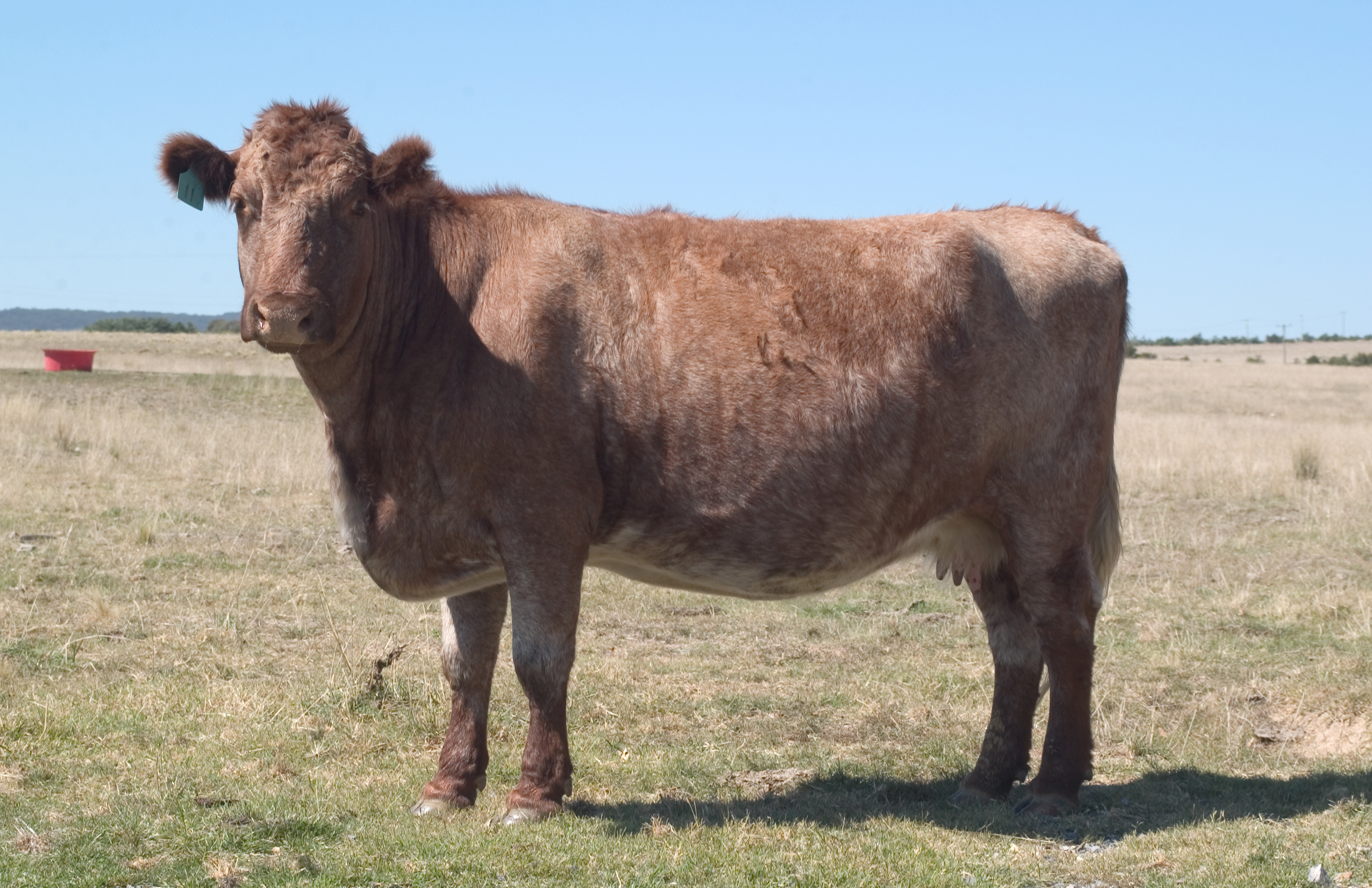 Beef Cattle 04