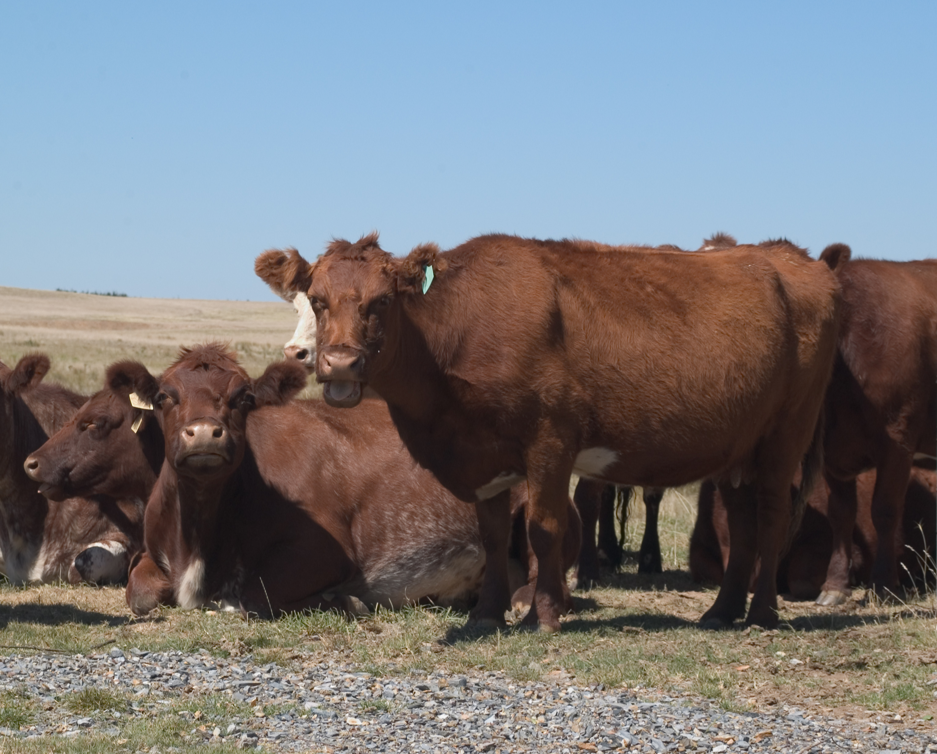 Beef Cattle 03