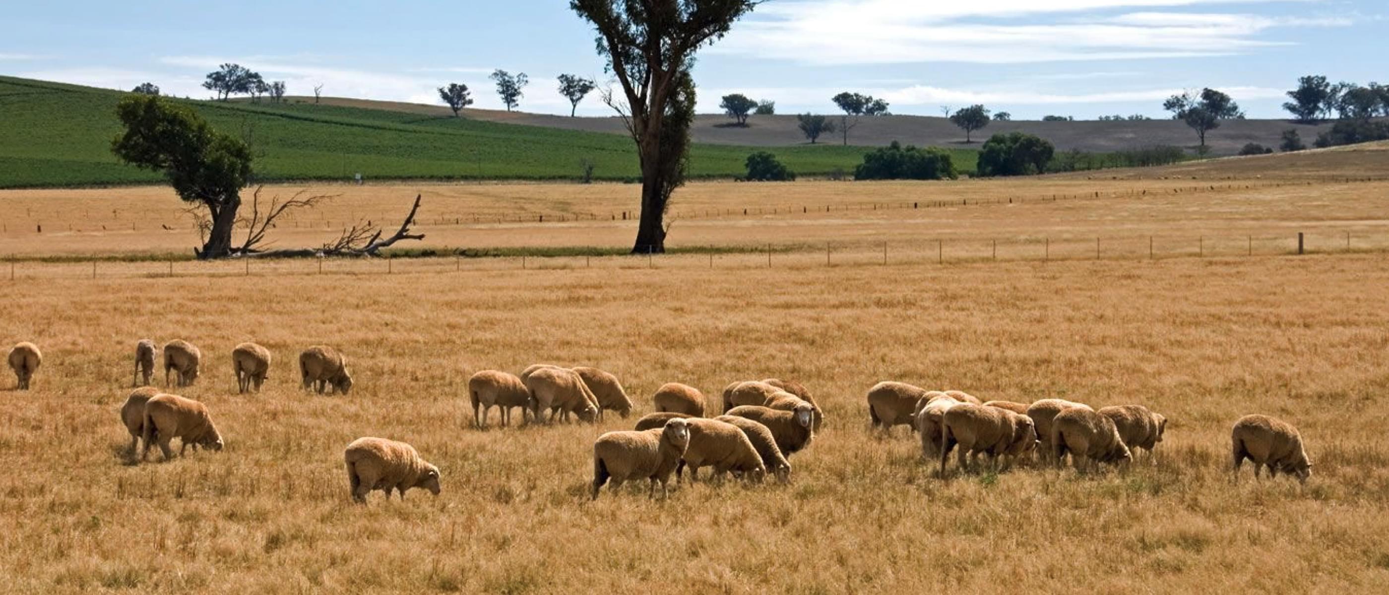 Evaluating the benefit of the red meat processing sector in regional Australia 2020
