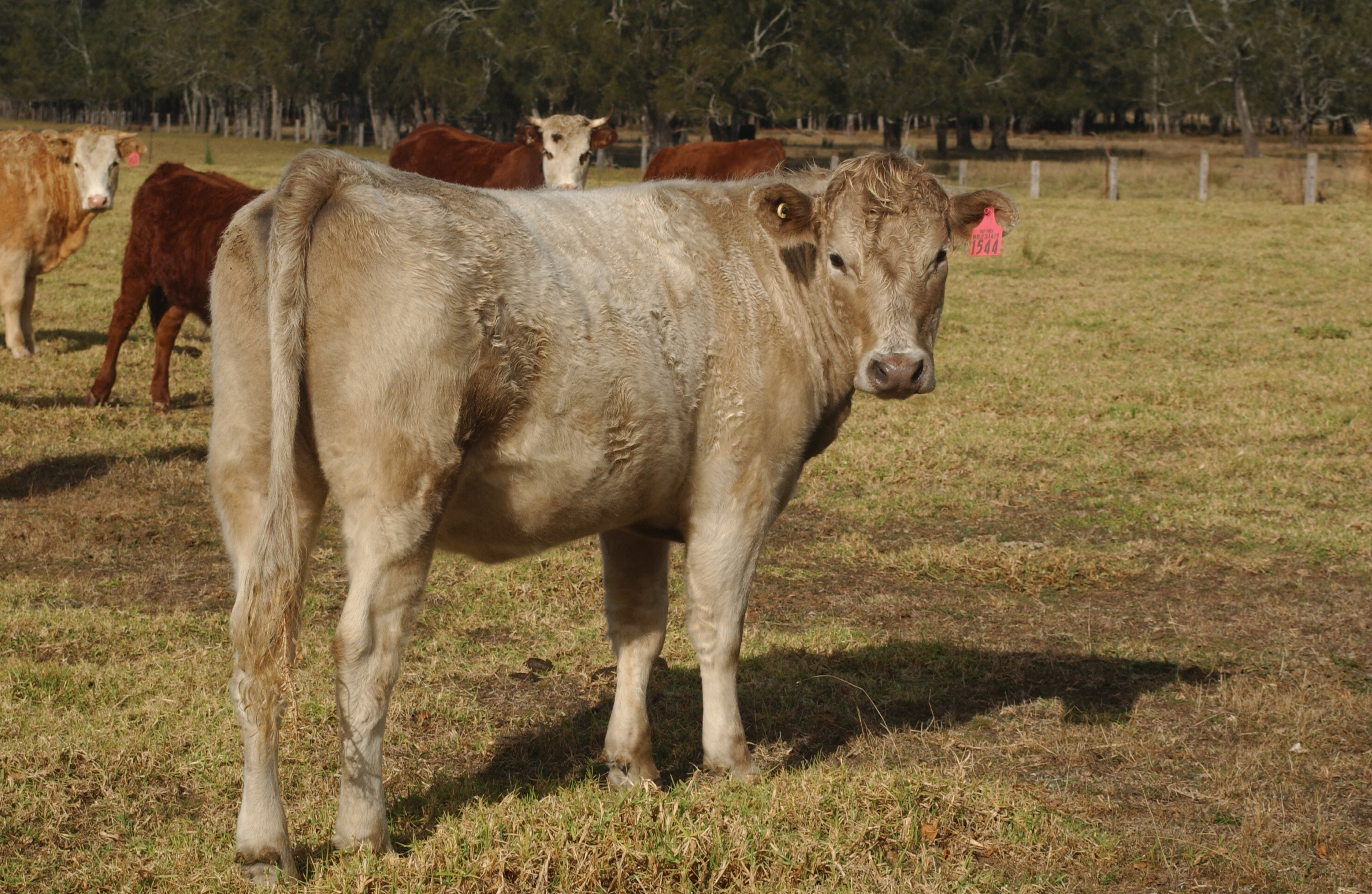 Beef Cattle 01