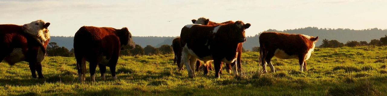 Submission to UK government on trade and investment relationship with Australia